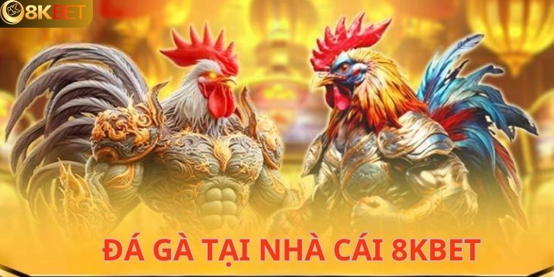 Sảnh đá gà với chất lượng live đỉnh cao